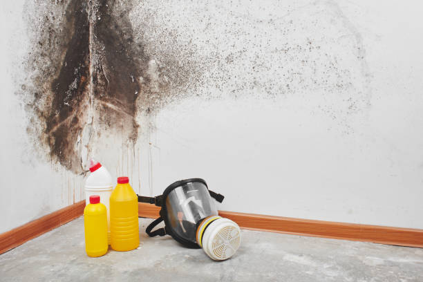 Best Crawl Space Mold Remediation in East Lansing, MI