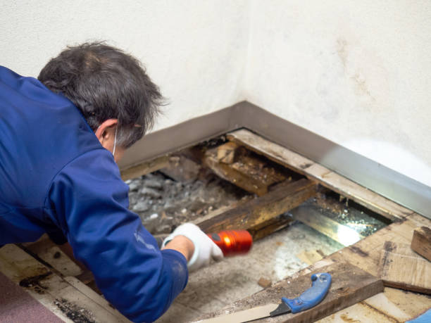 Best Preventive Mold Services in East Lansing, MI