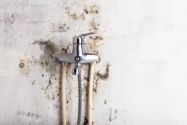 Best Bathroom Mold Remediation in East Lansing, MI
