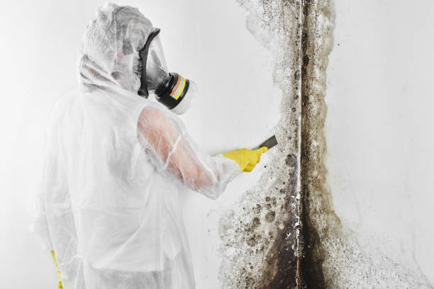 Best White Mold Remediation in East Lansing, MI