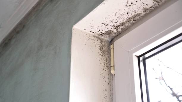 Best Residential Mold Remediation in East Lansing, MI