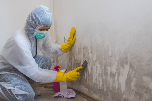 Best DIY Mold Remediation Support Services in East Lansing, MI