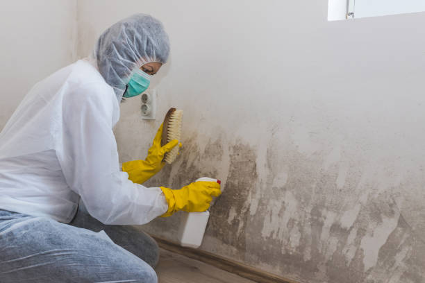East Lansing, MI Mold Remediation Company