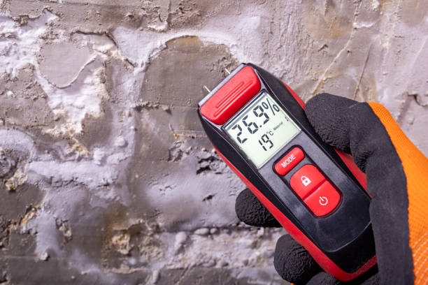 Best Kitchen Mold Remediation in East Lansing, MI