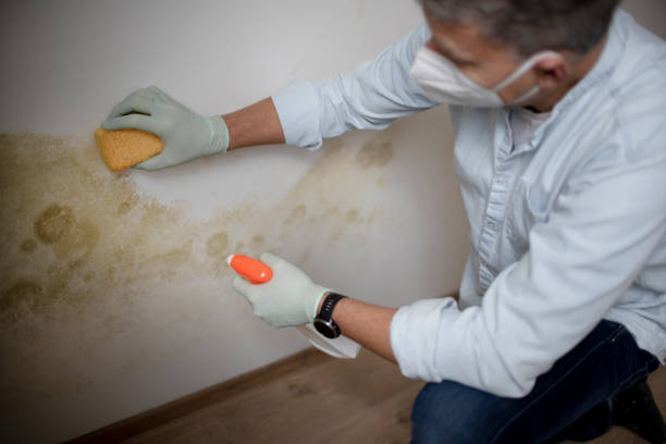 Best Kitchen Mold Remediation in East Lansing, MI