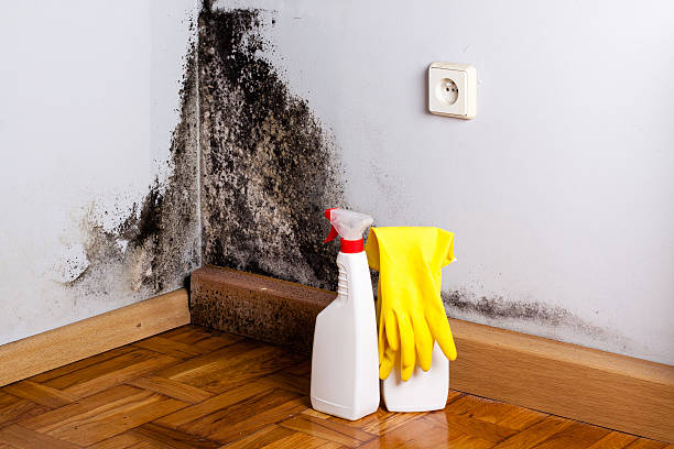 Trusted East Lansing, MI Mold Remediation Experts