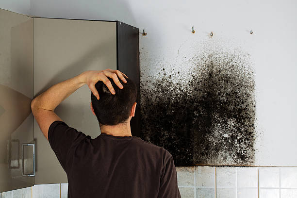 Best Mold Remediation for Schools in East Lansing, MI