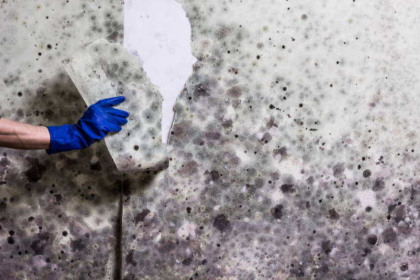 Best Emergency Mold Remediation in East Lansing, MI