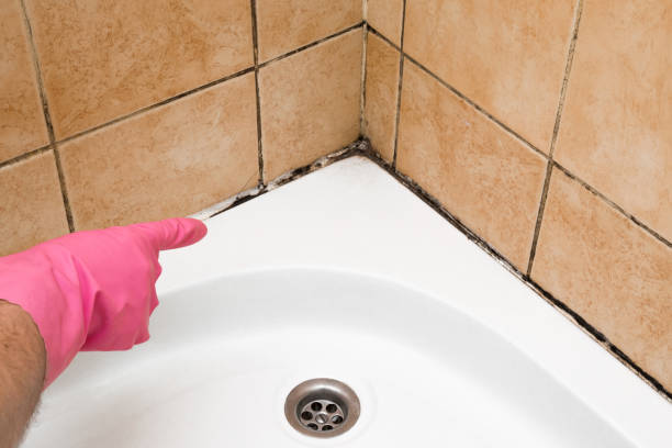 Best Emergency Mold Remediation in East Lansing, MI